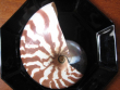 Nautilus
