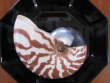Nautilus