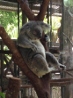 Wildlife Park: Ein Faultier, wie es im Buche steht Faultier